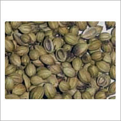 Coriander Seed