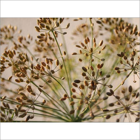 Dill seed Essential Oil