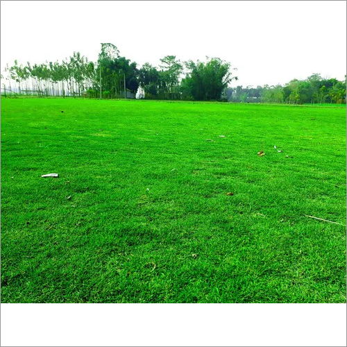 Mexican Grass Carpet - Dwarf Breed, 2 Centimeter Stem Length , Green Leaves for Lush Ground Coverage and Enhanced Aesthetic Appeal