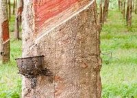 Natural Rubber