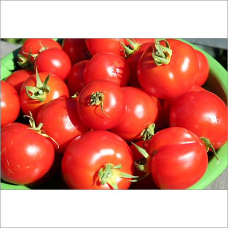 Fresh Tomato