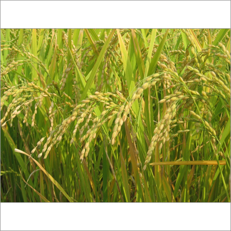 Sona Masoori Rice