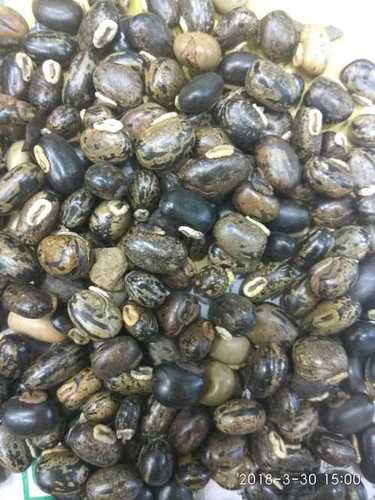 Black Kauch Seed