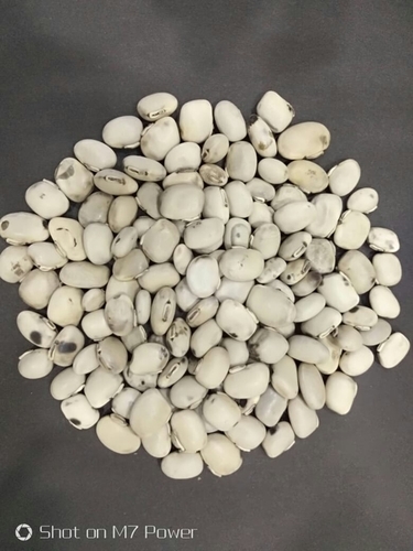 White Koch Seeds