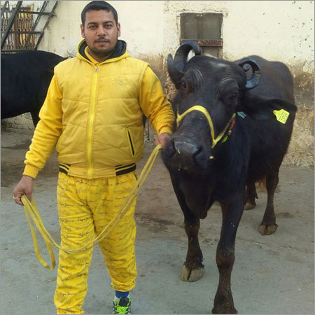 Murrah Breed Buffalo