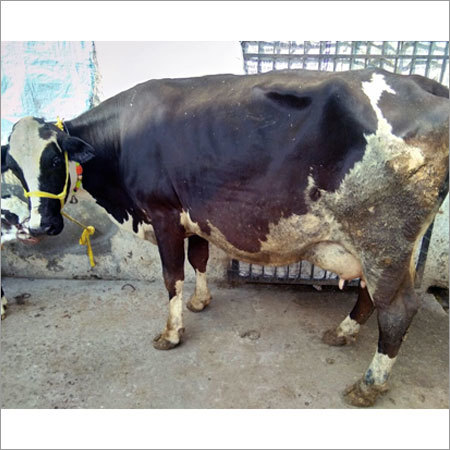 Jersey HF Cow