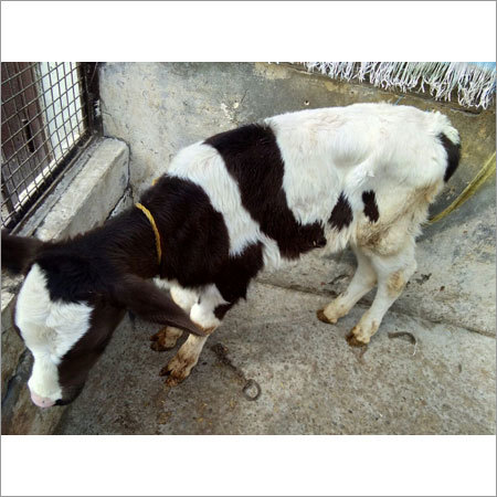 Hf Female Calf Newborn