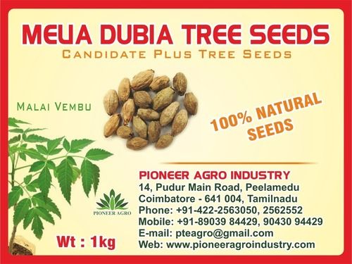 Melia Dubia Tree Seed Weight: 1 Kilograms (Kg)