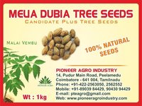 Melia Dubia Tree Seed