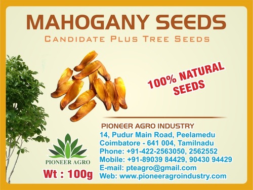 Mohogany Tree Seed ( Swietenia Mahagoni)