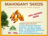 Mohogany Tree Seed ( Swietenia Mahagoni)