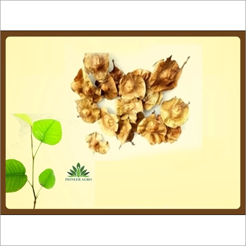 Red Wood Tree Seed