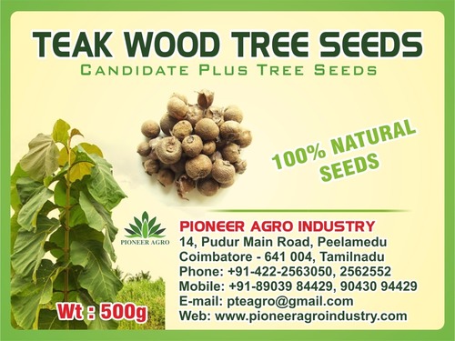 Teakwood Tree Seed