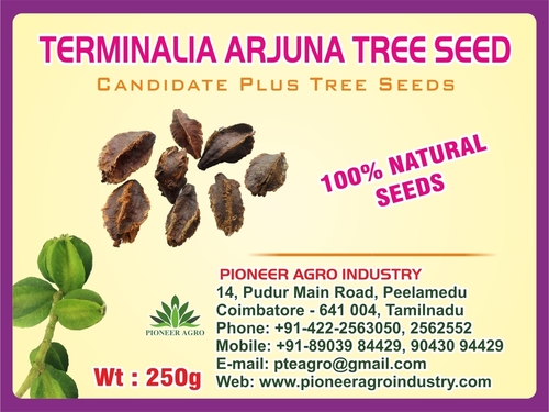 Terminalia Arjuna Tree Seed