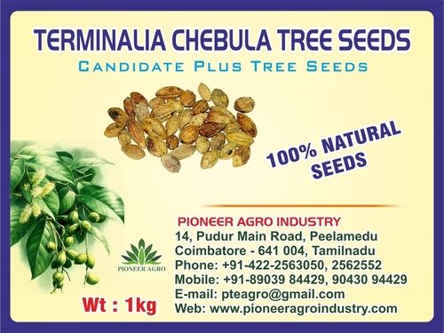 Terminalia Chebula Tree Seeds Weight: 1  Kilograms (Kg)