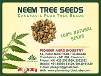 Neem Tree Seed