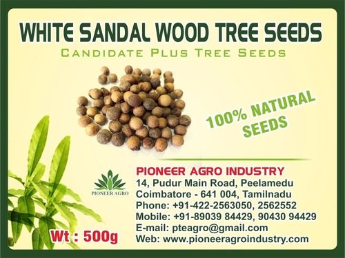 White Sandal Wood Tree Seed