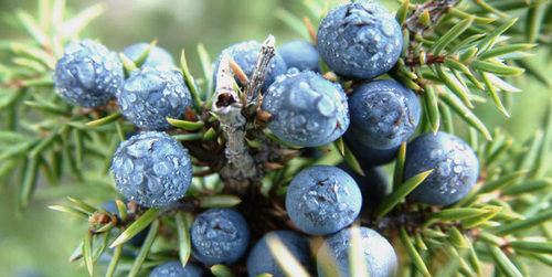 Juniper Berry Essential Oil Purity: 100 %