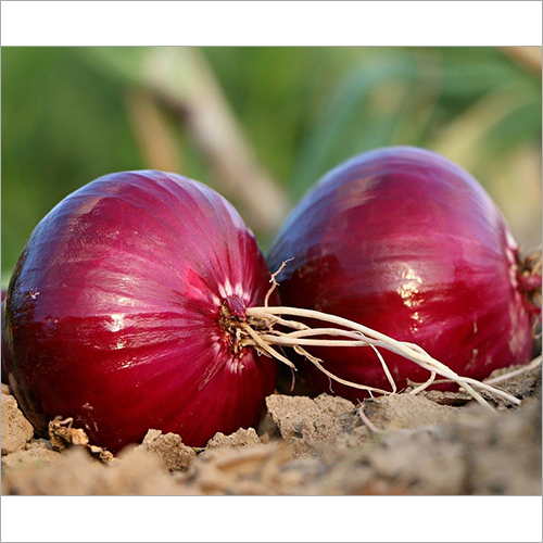 Fresh Red Onion