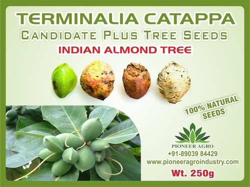 Terminalia Catappa (Indian Almond Tree)