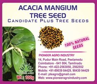 Acacia Mangium Tree Seed