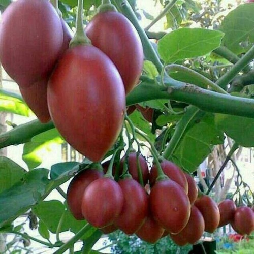 Tree Tomato Tree Seed
