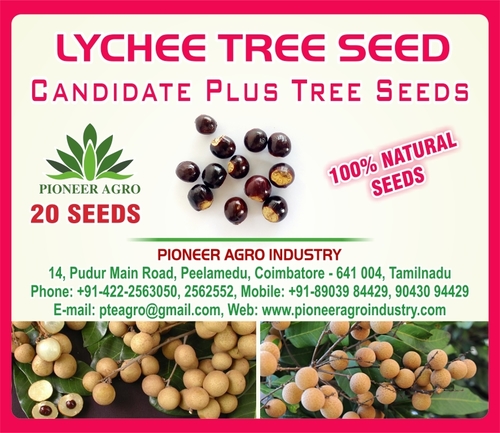 Lychee Tree Seed