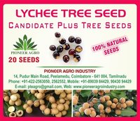 Lychee Tree Seed