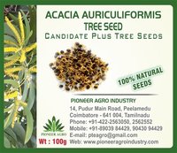 Acacia Auriculigormis Tree Seed