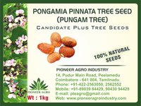 Pungamia Pinnata Tree Seed