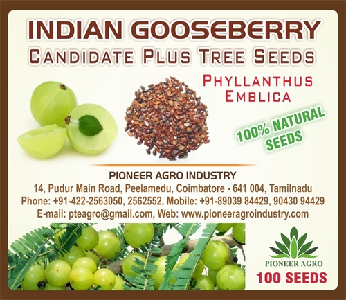 Indian Gooseberry Tree Seed By PIONEER AGRO INDUSTRY