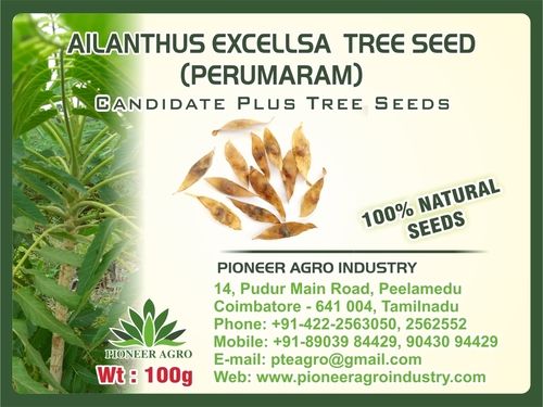 Ailanthus Excellsa Tree Seed