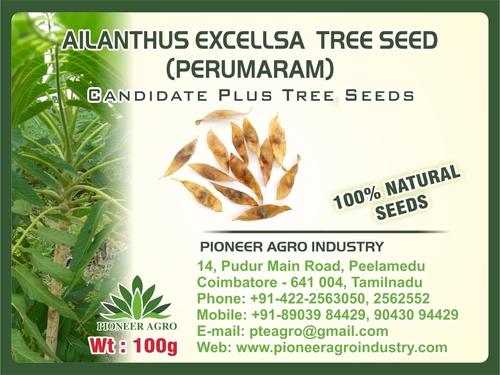 Ailanthus Excellsa Tree Seed