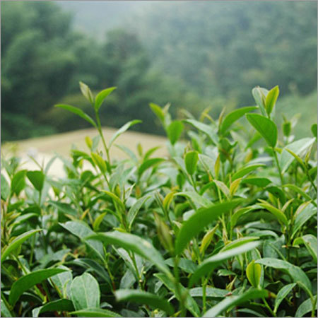 Taiwan Mountain Tea