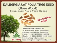 Dalbergia Latifolia Tree Seed (Rose Wood)