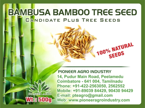 Bambusa Bamboo Tree Seed By PIONEER AGRO INDUSTRY