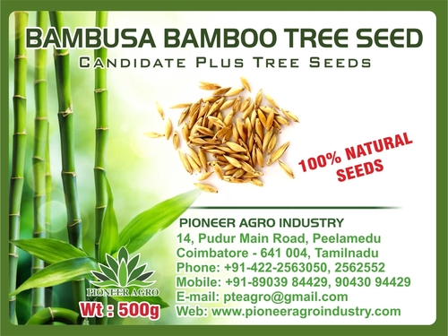 Bambusa Bamboo Tree Seed