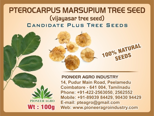 Pterocarpus Marsupium Tree Seed (Vijayasar Tree Seed)