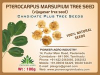 Pterocarpus Marsupium Tree Seed (Vijayasar Tree Seed)