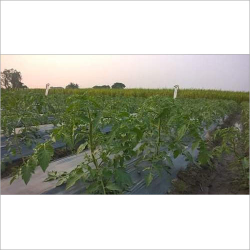 Cylindrical Drip Irrigation Systems