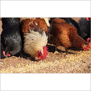 Poultry Feed Grain
