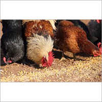 Poultry Feed Grain
