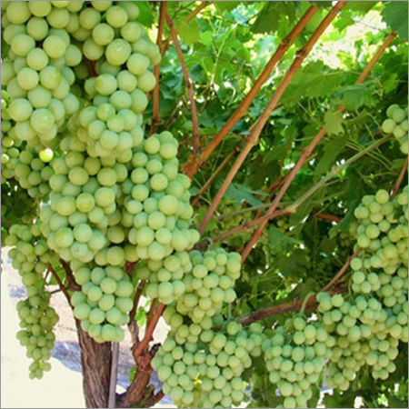 Grapes