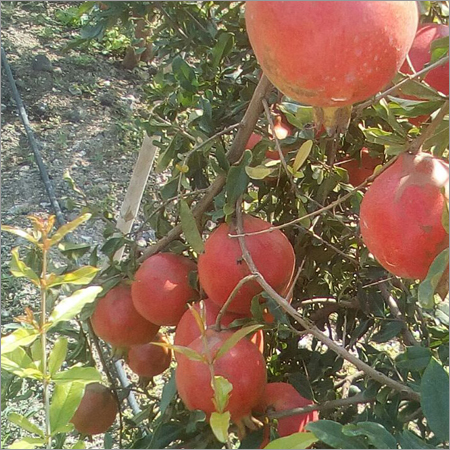 Fresh Pomegranate