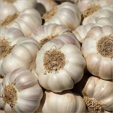 Garlic