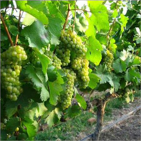 Green Grapes
