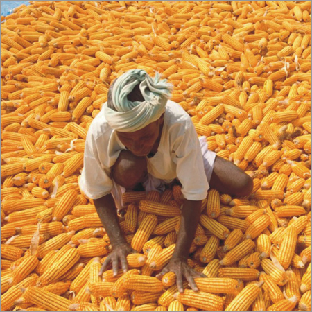 Yellow Maize