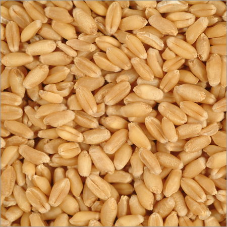 Wheat