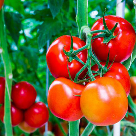Tomato