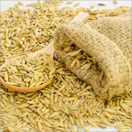 Paddy Wheat